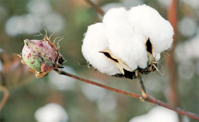 Cotton fibre