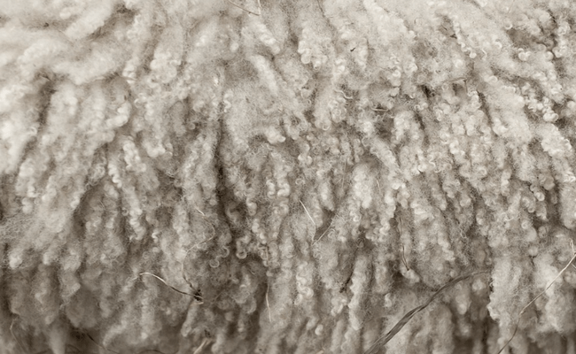 Wool fiber